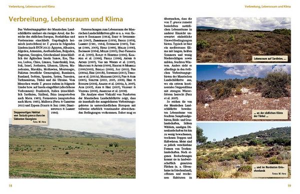 Produktbild: Maurische Landschildkr&ouml;ten