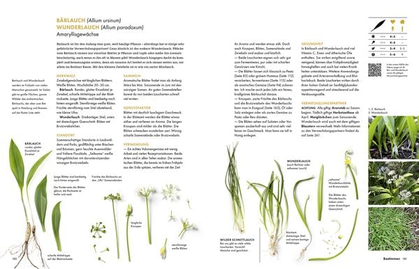 Produktbild: Wildkräuter – Bestimmen, Sammeln, Zubereiten
