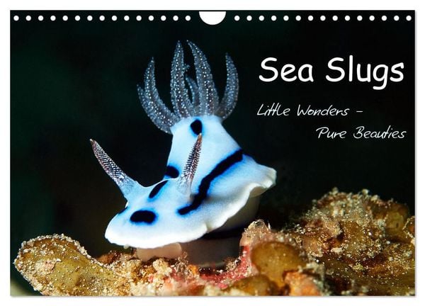 Produktbild: Sea Slugs - Little Wonders - Pure Beauties (Wall Calendar 2027 DIN A4 landscape), CALVENDO 12 Month Wall Calendar