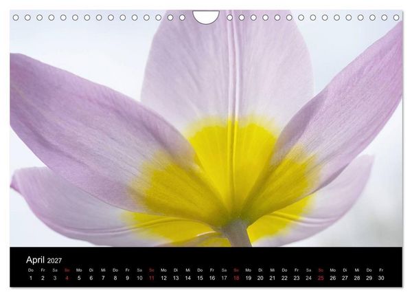Produktbild: Blumige Farben (Wandkalender 2027 DIN A4 quer), CALVENDO Monatskalender