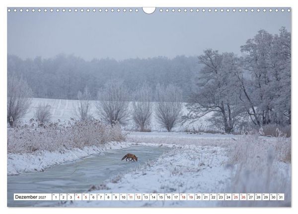 Produktbild: Wildtiere im M&uuml;ritz-Nationalpark (Wandkalender 2027 DIN A3 quer), CALVENDO Monatskalender