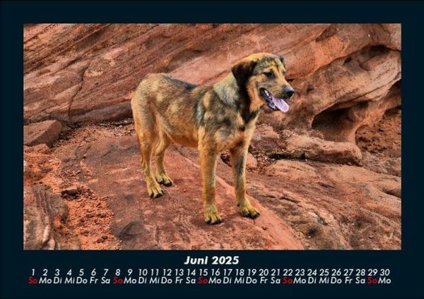 Produktbild: Hunde 2025 Fotokalender DIN A5