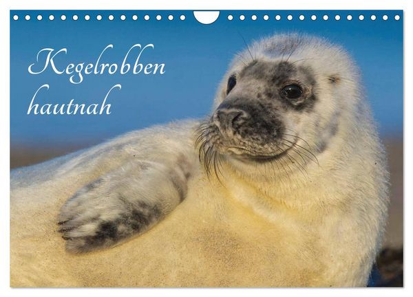 Produktbild: Kegelrobben hautnah (Wandkalender 2026 DIN A4 quer), CALVENDO Monatskalender