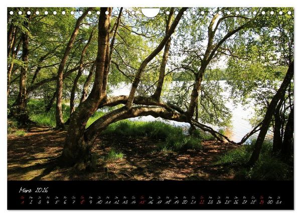 Produktbild: Broc&eacute;liande / Zauberwald der Bretagne (Wandkalender 2026 DIN A4 quer), CALVENDO Monatskalender