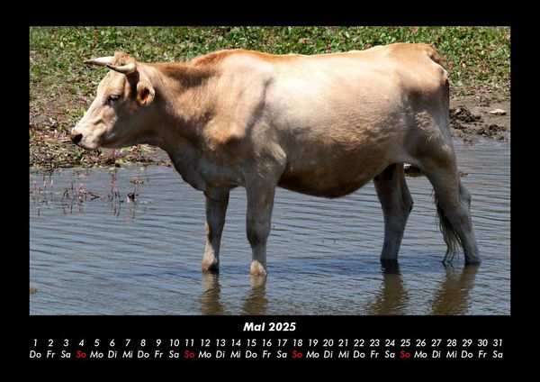 Produktbild: Kuhkalender 2025 Fotokalender DIN A3