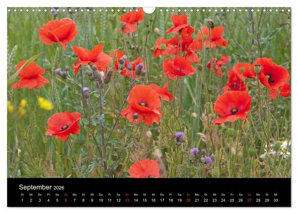 Produktbild: S&uuml;dschweden (Wandkalender 2026 DIN A3 quer), CALVENDO Monatskalender