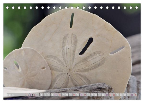 Produktbild: H&auml;user der Meere: Muscheln - Seeigel - Schnecken (Tischkalender 2026 DIN A5 quer), CALVENDO Monatskalender