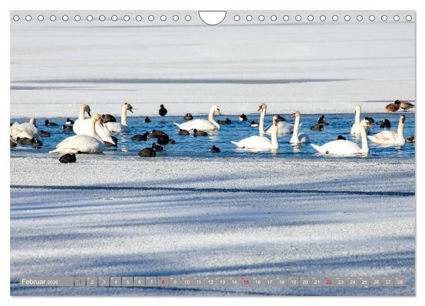 Produktbild: Der Schwanentanz (Wandkalender 2026 DIN A4 quer), CALVENDO Monatskalender