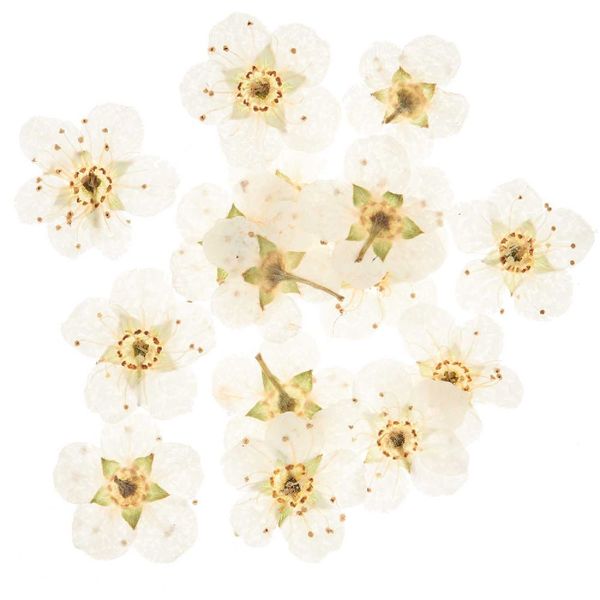 Produktbild: F&uuml;llmaterial Trockenblumen Wei&szlig;, 15 Stk