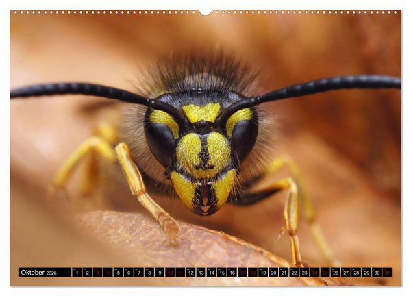 Produktbild: Faszination Makrofotografie: Wespen und Bienen (hochwertiger Premium Wandkalender 2026 DIN A2 quer), Kunstdruck in Hochglanz