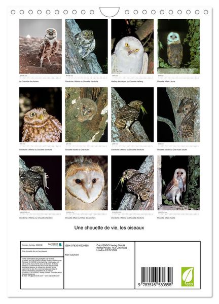 Produktbild: Une chouette de vie, les oiseaux (Calendrier mural 2026 DIN A4 horizontal), CALVENDO calendrier mensuel