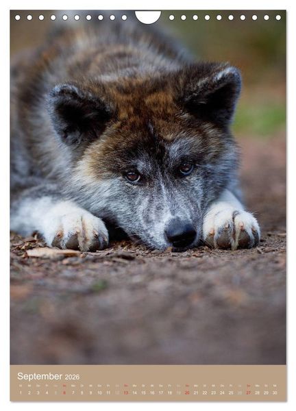 Produktbild: Hundekinder (Wandkalender 2026 DIN A4 hoch), CALVENDO Monatskalender