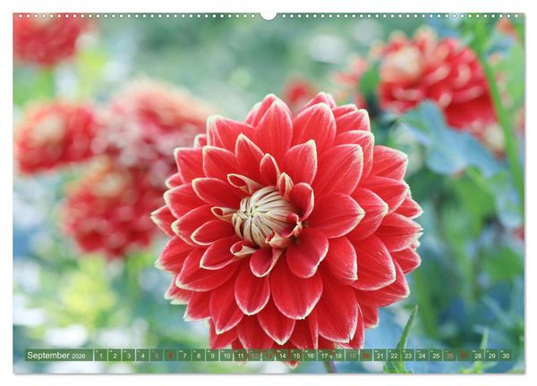 Produktbild: Blumen - Eine bunte Mischung (Wandkalender 2026 DIN A2 quer), CALVENDO Monatskalender