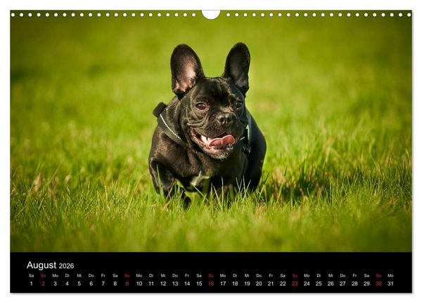 Produktbild: French Bulldog aktiv, verspielt, sportlich (Wandkalender 2026 DIN A3 quer), CALVENDO Monatskalender