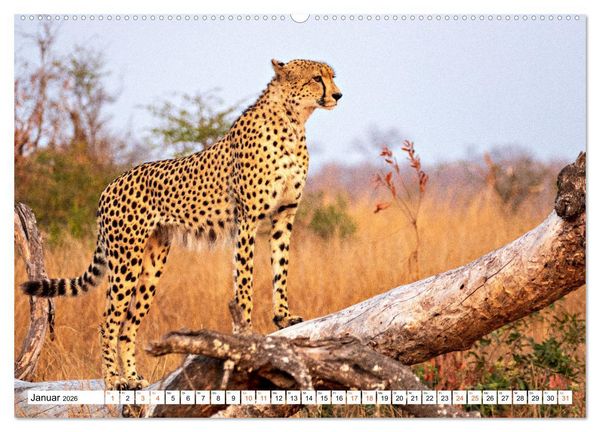 Produktbild: S&uuml;dafrikas wilde Katzen (hochwertiger Premium Wandkalender 2026 DIN A2 quer), Kunstdruck in Hochglanz