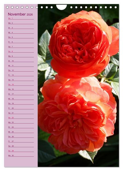 Produktbild: Rosen Symphonie (Wandkalender 2026 DIN A4 hoch), CALVENDO Monatskalender