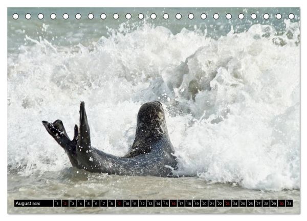 Produktbild: Robben an der Nordsee (Tischkalender 2026 DIN A5 quer), CALVENDO Monatskalender