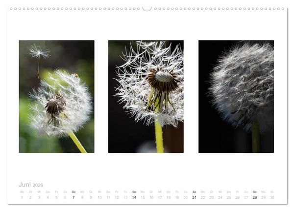 Produktbild: Blumen Trilogien (hochwertiger Premium Wandkalender 2026 DIN A2 quer), Kunstdruck in Hochglanz
