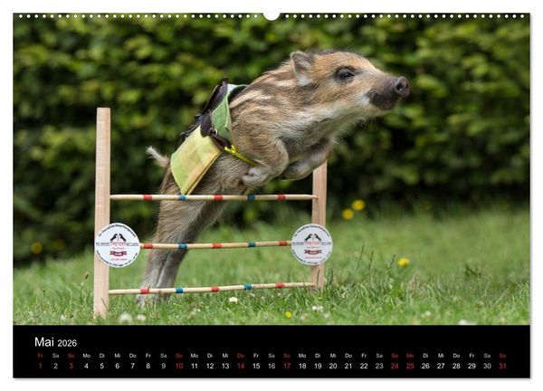 Produktbild: Kleine Schweinereien (hochwertiger Premium Wandkalender 2026 DIN A2 quer), Kunstdruck in Hochglanz