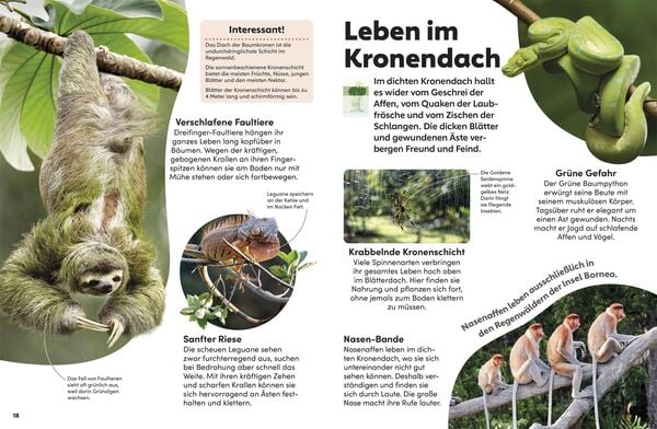 Produktbild: memo Wissen Kids. Der Regenwald