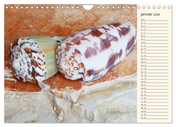 Produktbild: Coquillages, pierres et sable (Calendrier mural 2026 DIN A4 vertical), CALVENDO calendrier mensuel