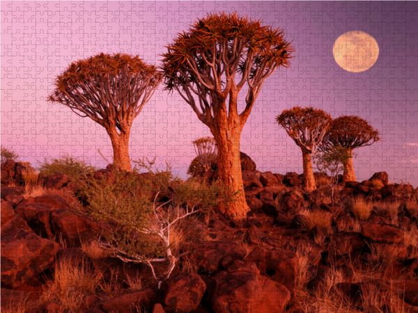 Produktbild: CALVENDO Puzzle Kocherbaum, Quiver Tree, Keetmanshoop, Namibia 1000 Teile Lege-Gr&ouml;&szlig;e 64 x 48 cm Foto-Puzzle Bild von Christian Heeb