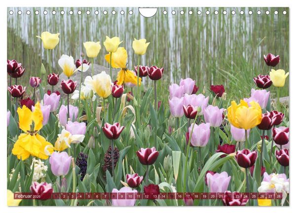 Produktbild: Im Tulpengarten (Wandkalender 2026 DIN A4 quer), CALVENDO Monatskalender