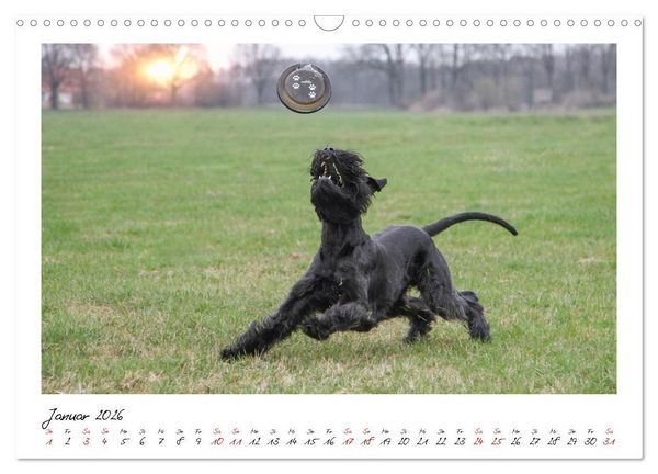 Produktbild: Mit dem Riesenschnauzer durch das Jahr (Wandkalender 2026 DIN A3 quer), CALVENDO Monatskalender