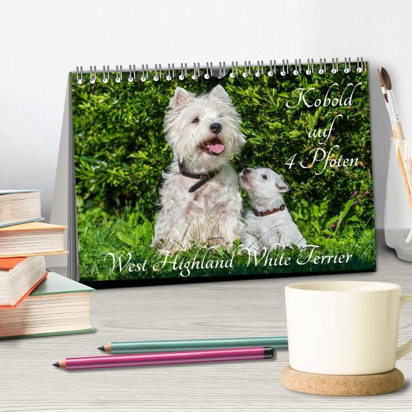 Produktbild: Kobold auf 4 Pfoten - West Highland White Terrier (Tischkalender 2026 DIN A5 quer), CALVENDO Monatskalender