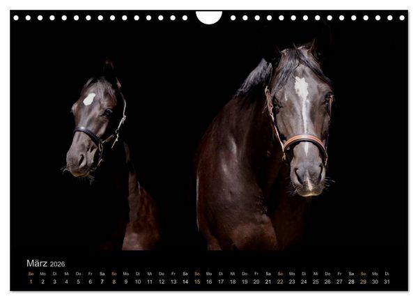 Produktbild: Magische Momente - Pferde Horses Caballos (Wandkalender 2026 DIN A4 quer), CALVENDO Monatskalender