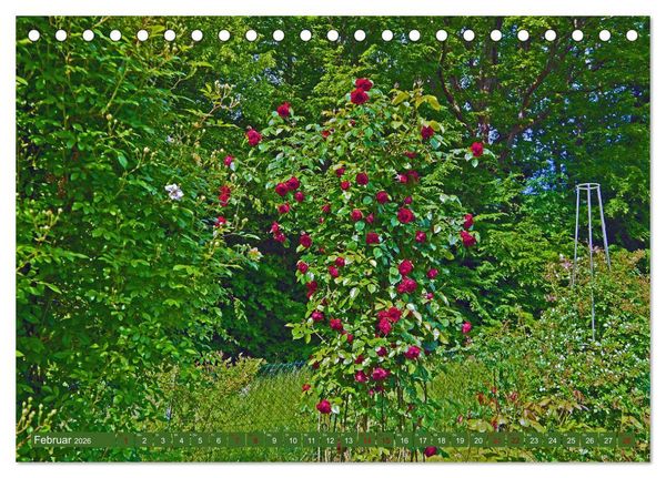 Produktbild: Rosengarten auf dem Beutig (Tischkalender 2026 DIN A5 quer), CALVENDO Monatskalender