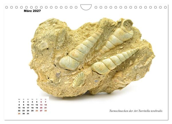 Produktbild: Fossilien - Ammoniten, Trilobiten, Erdgeschichte (Wandkalender 2027 DIN A4 quer), CALVENDO Monatskalender