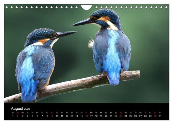Produktbild: IM LAND DER EISV&Ouml;GEL (Wandkalender 2026 DIN A4 quer), CALVENDO Monatskalender