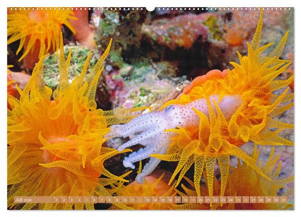Produktbild: Fischparadies Riff (hochwertiger Premium Wandkalender 2026 DIN A2 quer), Kunstdruck in Hochglanz
