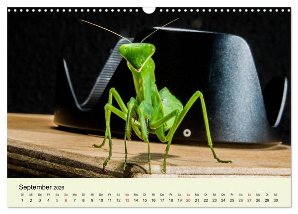 Produktbild: Insekten. Faszinierend und wichtig (Wandkalender 2026 DIN A3 quer), CALVENDO Monatskalender