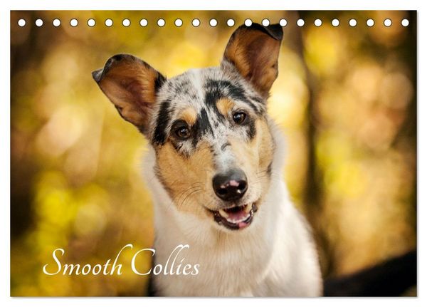 Smooth Collies (Tischkalender 2026 DIN A5 quer), CALVENDO Monatskalender