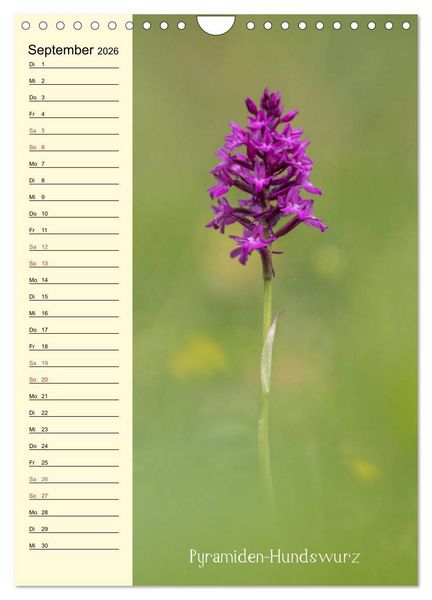 Produktbild: Wildwachsende Orchideen in Bayern (Wandkalender 2026 DIN A4 hoch), CALVENDO Monatskalender