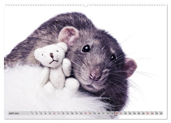 Produktbild: Rattenscharf und zuckers&uuml;&szlig; (Wandkalender 2026 DIN A2 quer), CALVENDO Monatskalender