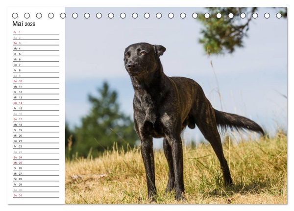 Produktbild: ausdrucksvolle Holl&auml;ndische Sch&auml;ferhunde (Tischkalender 2026 DIN A5 quer), CALVENDO Monatskalender