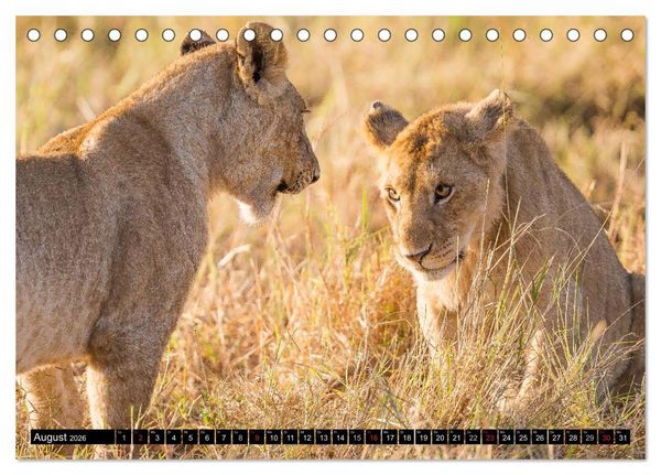 Produktbild: Masai Mara 2026 (Tischkalender 2026 DIN A5 quer), CALVENDO Monatskalender