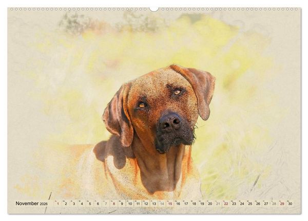 Produktbild: Rhodesian Ridgeback 2026 (hochwertiger Premium Wandkalender 2026 DIN A2 quer), Kunstdruck in Hochglanz
