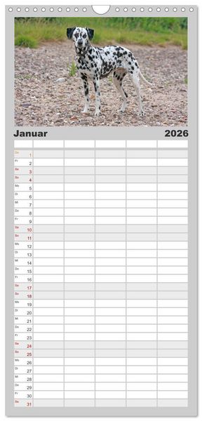 Produktbild: Familienplaner 2026 - Gefleckte Freunde - Hunderasse Dalmatiner mit 5 Spalten (Wandkalender, 21 x 45 cm) CALVENDO