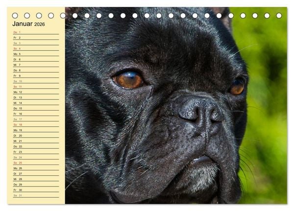 Produktbild: Franz&ouml;sische Bulldogge - Clown auf 4 Pfoten (Tischkalender 2026 DIN A5 quer), CALVENDO Monatskalender