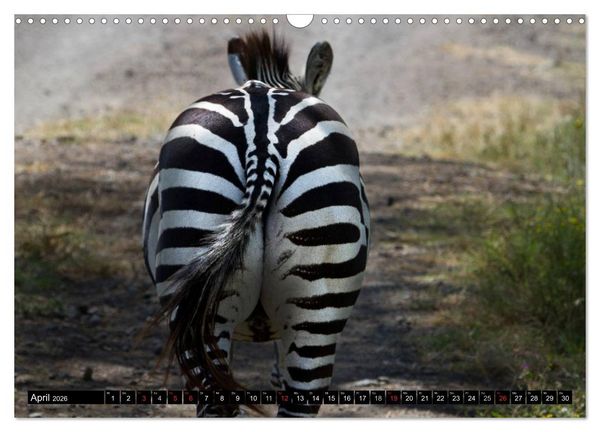 Produktbild: Zebras - Ungez&auml;hmte Kraft (Wandkalender 2026 DIN A3 quer), CALVENDO Monatskalender