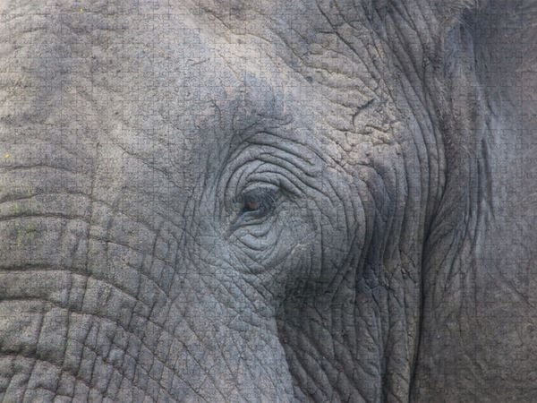 Produktbild: CALVENDO Puzzle begegnung im tembe elephant park, s&uuml;dafrika | 1000 Teile Lege-Gr&ouml;&szlig;e 64x48cm Foto-Puzzle f&uuml;r gl&uuml;ckliche Stunden