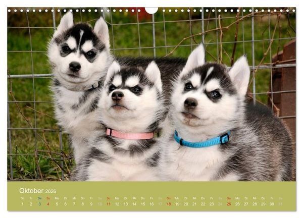 Produktbild: Husky Welpen (Wandkalender 2026 DIN A3 quer), CALVENDO Monatskalender