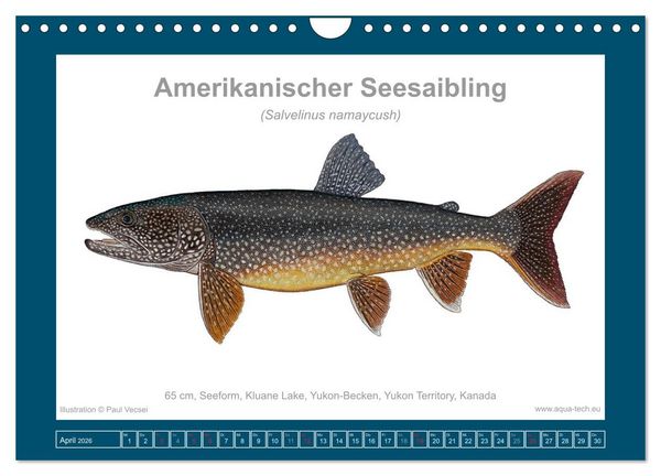 Produktbild: Fisch als Kunst 2026: Amerikanische Saiblinge (Wandkalender 2026 DIN A4 quer), CALVENDO Monatskalender