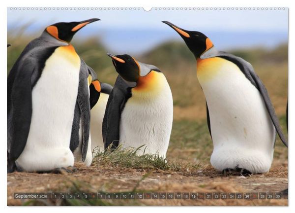 Produktbild: Pinguine in Patagonien (hochwertiger Premium Wandkalender 2026 DIN A2 quer), Kunstdruck in Hochglanz