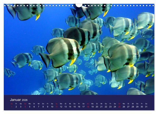 Produktbild: Wunderwelt Korallenriffe (Wandkalender 2026 DIN A3 quer), CALVENDO Monatskalender