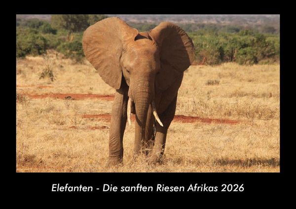 Elefanten - Die sanften Riesen Afrikas 2026 Fotokalender DIN A3